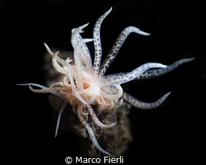 Phyllodesmium Longi-Cirrum, Juvenile
Solar Power Nudi :-) by Marco Fierli 